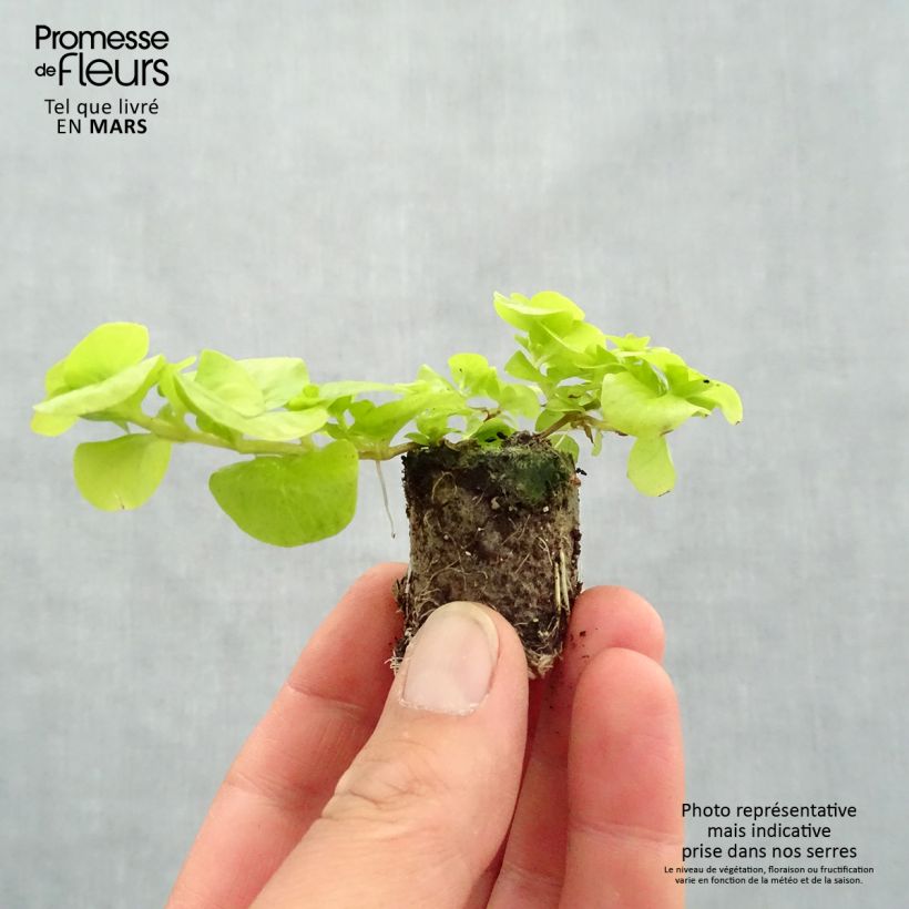 Exemplar von Lysimachia nummularia Goldilocks - Pfennigkraut Mini-Plug Ø 3/4 cm wie im Frühjahr geliefert