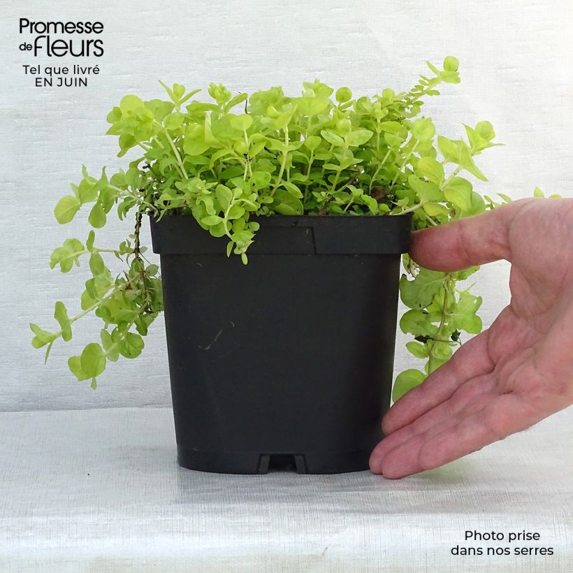 Exemplar von Lysimachia nummularia Aurea - Pfennigkraut Kleine Töpfe von 8/9 cm wie im Sommer geliefert