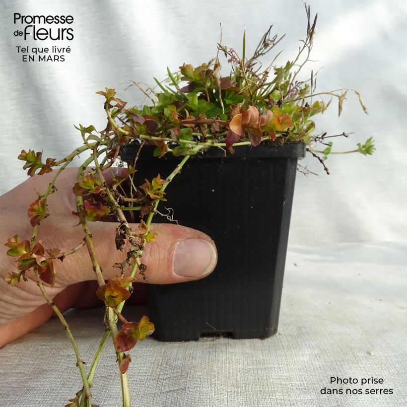 Example of Lysimachia nummularia Aurea - Pfennigkraut Kleine Töpfe von 8/9 cm as you get in printemps