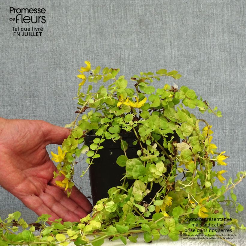 Exemplar von Lysimachia nummularia Aurea - Pfennigkraut Topf mit 2L/3L wie im Sommer geliefert