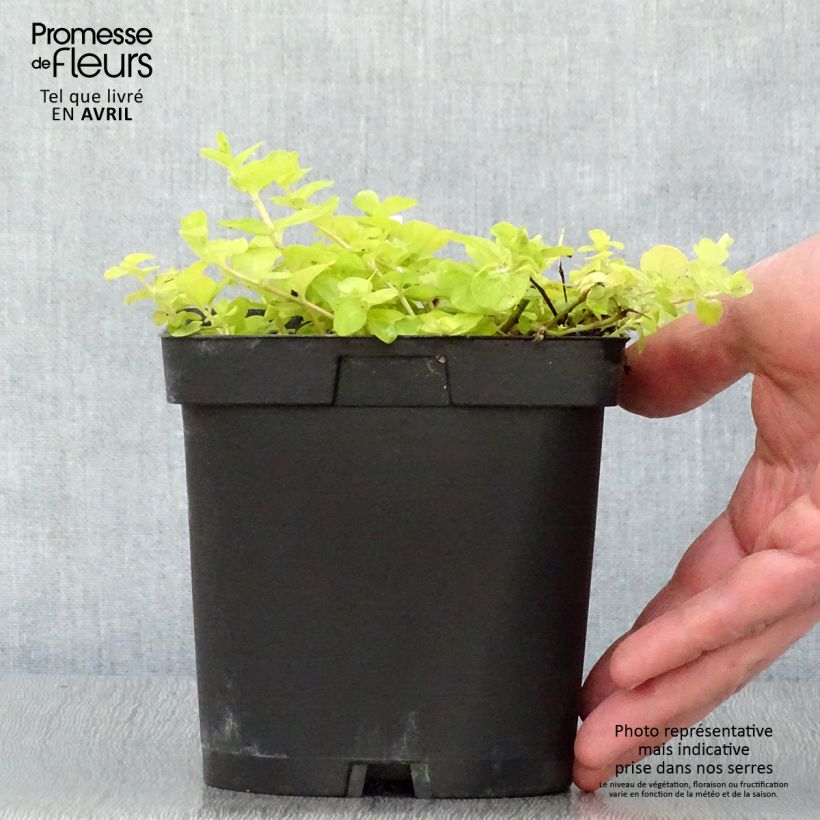 Example of Lysimachia nummularia Aurea - Pfennigkraut Topf mit 2L/3L as you get in printemps