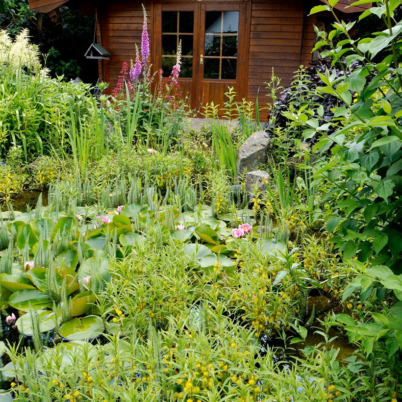 Lysimachia thyrsiflora - Straußblütiger Gilbweiderich (Wuchs)