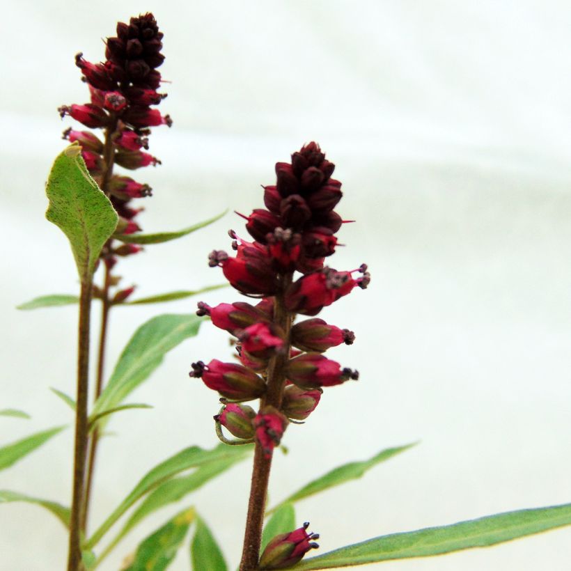 Lysimachia atropurpurea Beaujolais - Purpurroter Gilbweiderich (Flowering)