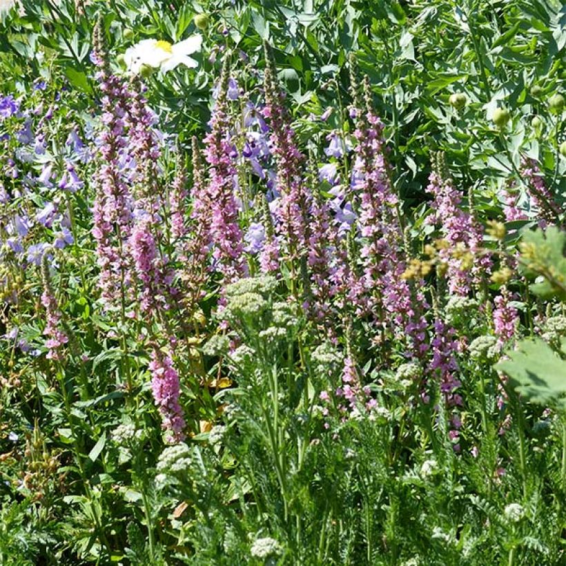 Blut-Weiderich Blush - Lythrum salicaria (Wuchs)