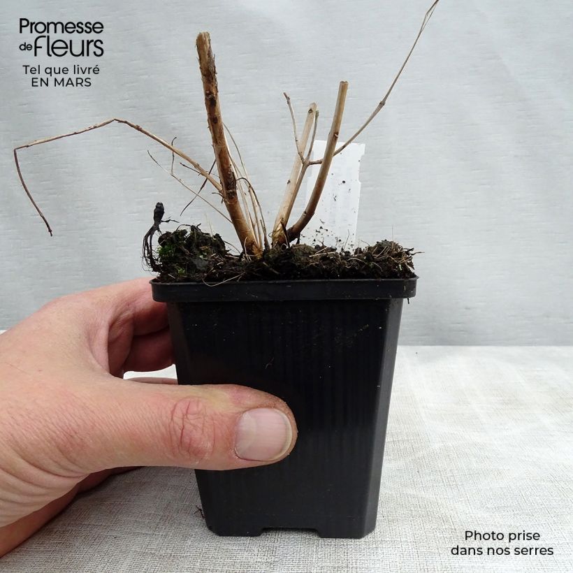 Exemplar von Blut-Weiderich Blush - Lythrum salicaria Kleine Töpfe von 8/9 cm wie im Frühjahr geliefert