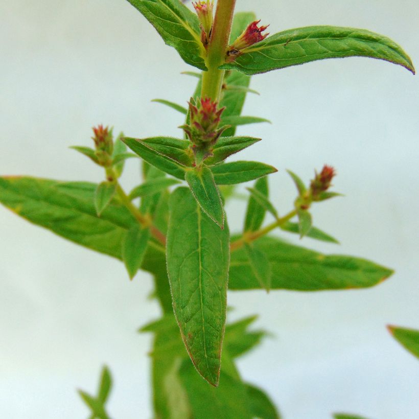 Blut-Weiderich Robert - Lythrum salicaria (Foliage)