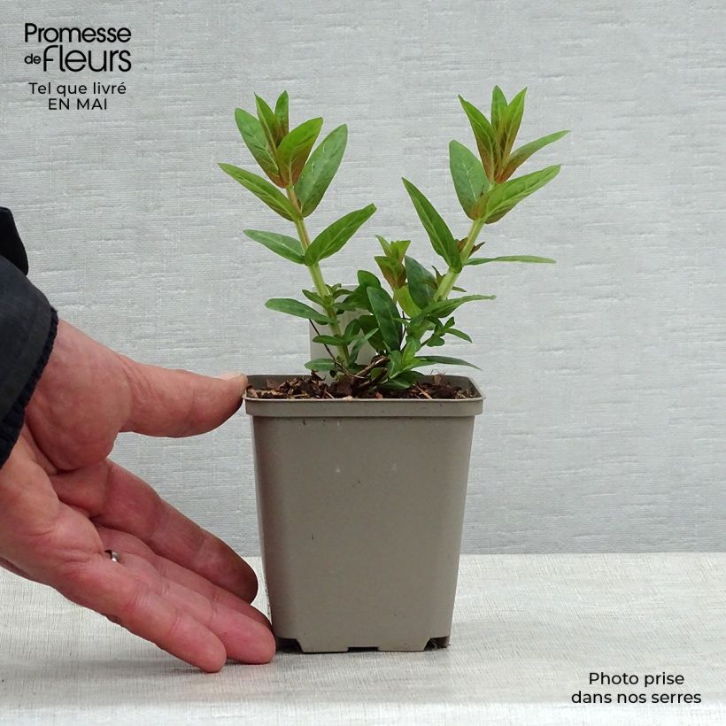 Example of Blut-Weiderich Robert - Lythrum salicaria Kleine Töpfe von 8/9 cm as you get in printemps