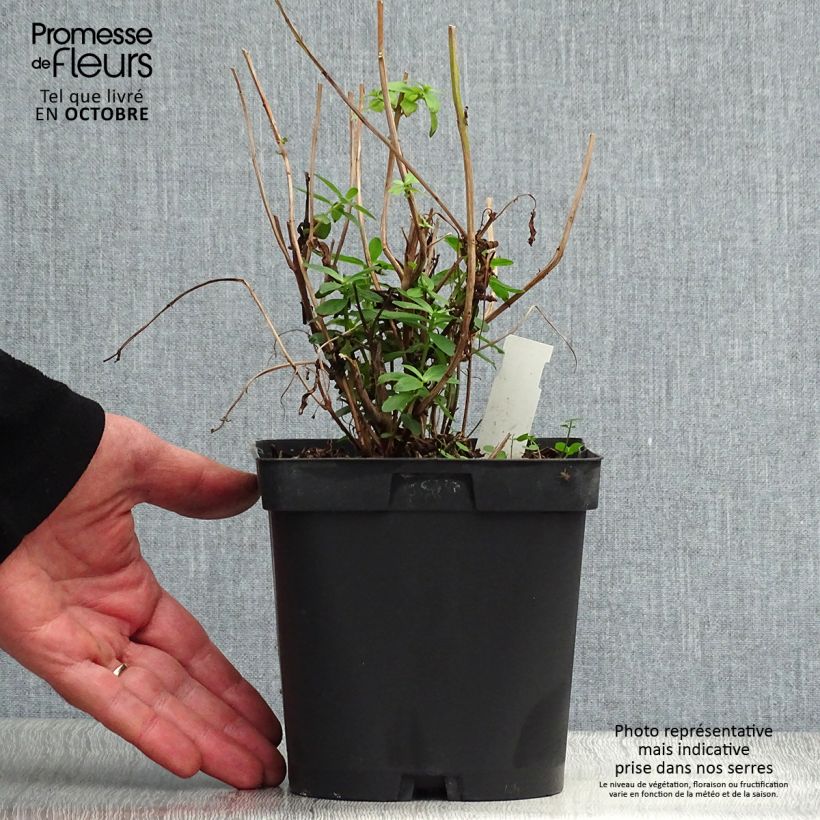 Exemplar von Blut-Weiderich - Lythrum salicaria Topf mit 2L/3L wie im Herbst geliefert