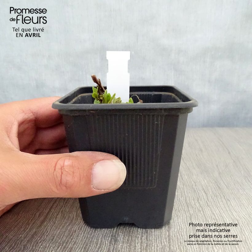 Exemplar von Blut-Weiderich The Beacon - Lythrum salicaria Kleine Töpfe von 8/9 cm wie im Frühjahr geliefert