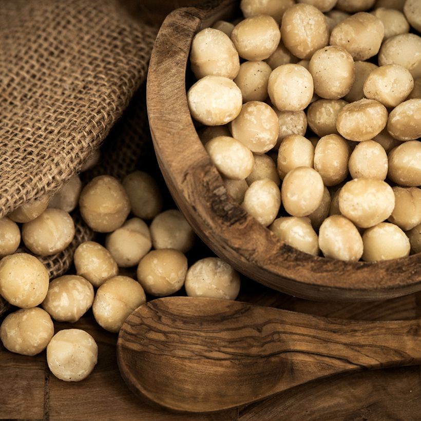 Macadamia integrifolia - Macadamia-Baum (Ernte)