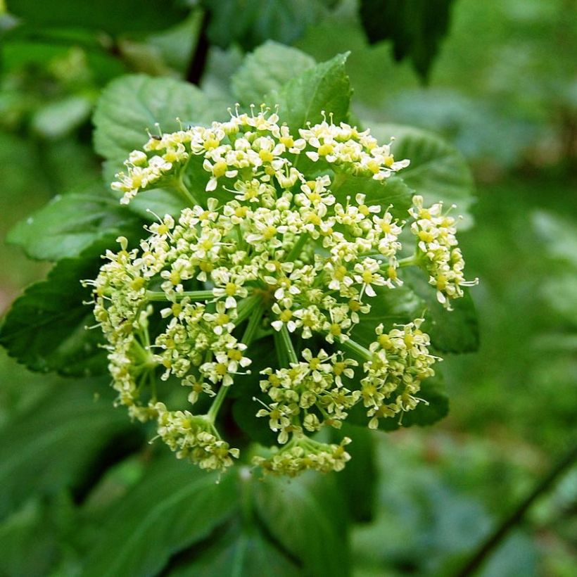 Gespenst-Gelbdolde - Smyrnium olusatrum (Flowering)