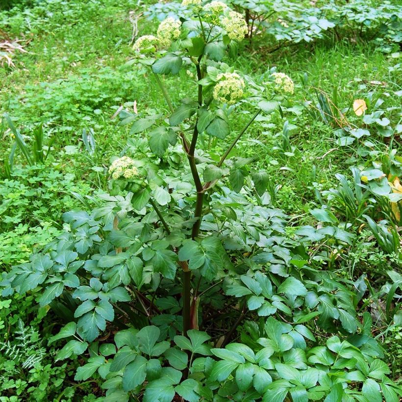 Gespenst-Gelbdolde - Smyrnium olusatrum (Plant habit)