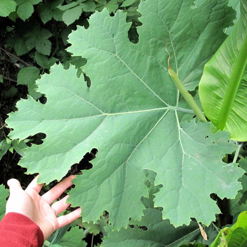 Macleaya cordata Flamingo - Weißer Federmohn (Laub)