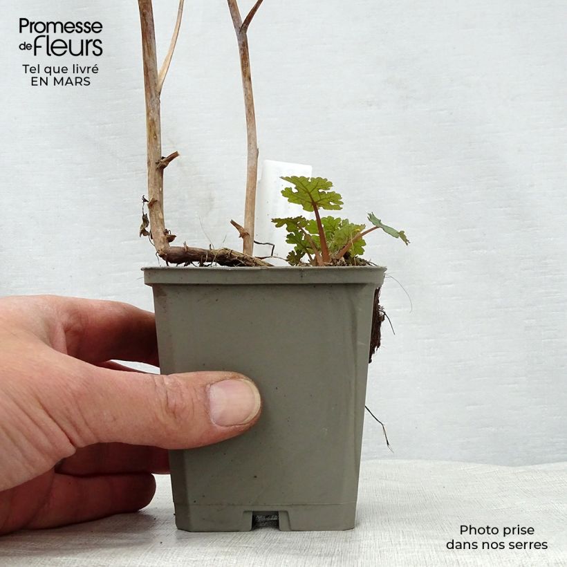 Exemplar von Macleaya microcarpa Kelway's Coral Plume - Roter Federmohn Kleine Töpfe von 8/9 cm wie im Frühjahr geliefert