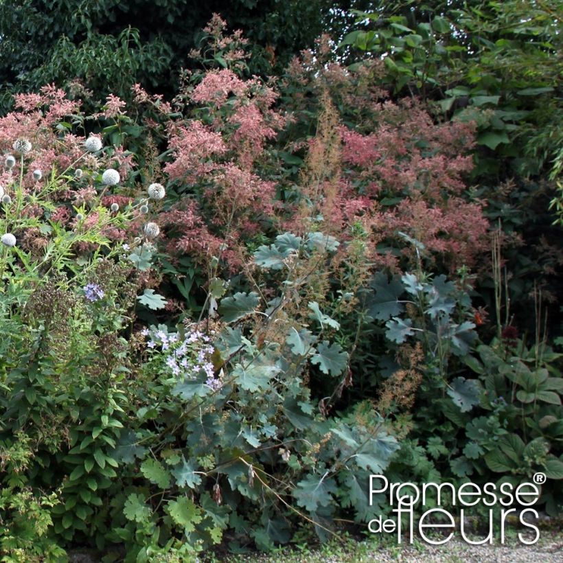 Macleaya microcarpa Spetchley Ruby - Roter Federmohn (Wuchs)
