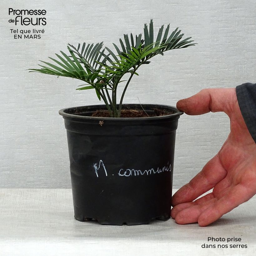Exemplar von Macrozamia communis - Palmfarn Topf 12 cm / 13 cm wie im Frühjahr geliefert