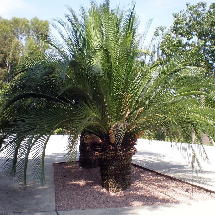 Macrozamia moorei - Palmfarn (Wuchs)