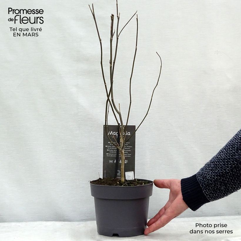 Exemplar von Magnolia Betty - Magnolie Topf mit 4L/5L wie im Frühjahr geliefert