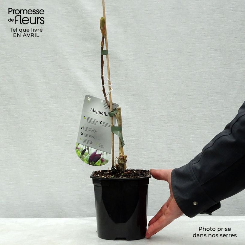 Example of Magnolia brooklynensis Black Beauty - Magnolie Topf mit 2L/3L as you get in printemps