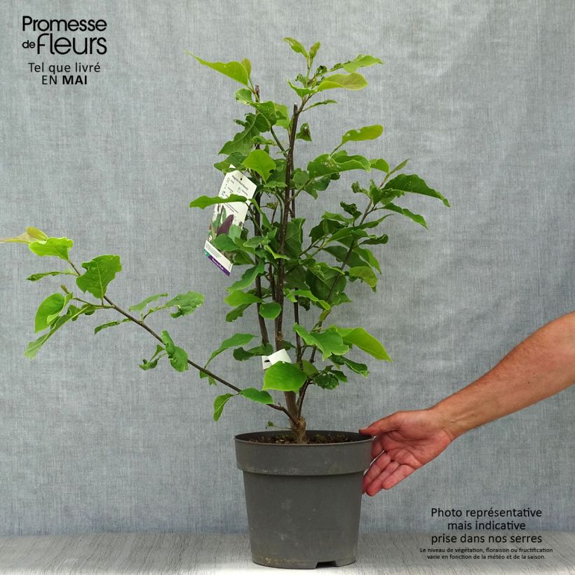 Example of Magnolia brooklynensis Black Beauty - Magnolie Topf mit 6L/7L as you get in printemps