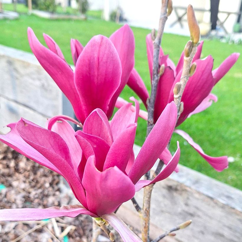 Magnolia Burgundy Star - Magnolie (Blüte)