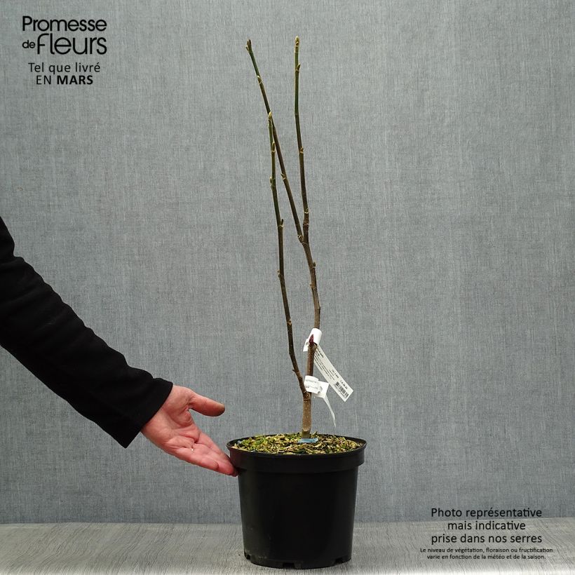 Exemplar von Magnolia Burgundy Star - Magnolie Topf mit 4L/5L wie im Frühjahr geliefert