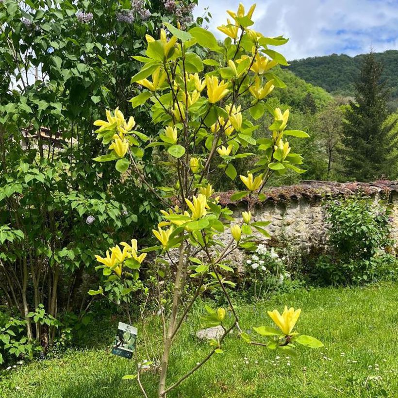 Magnolia acuminata Daphne - Gurken-Magnolie (Wuchs)