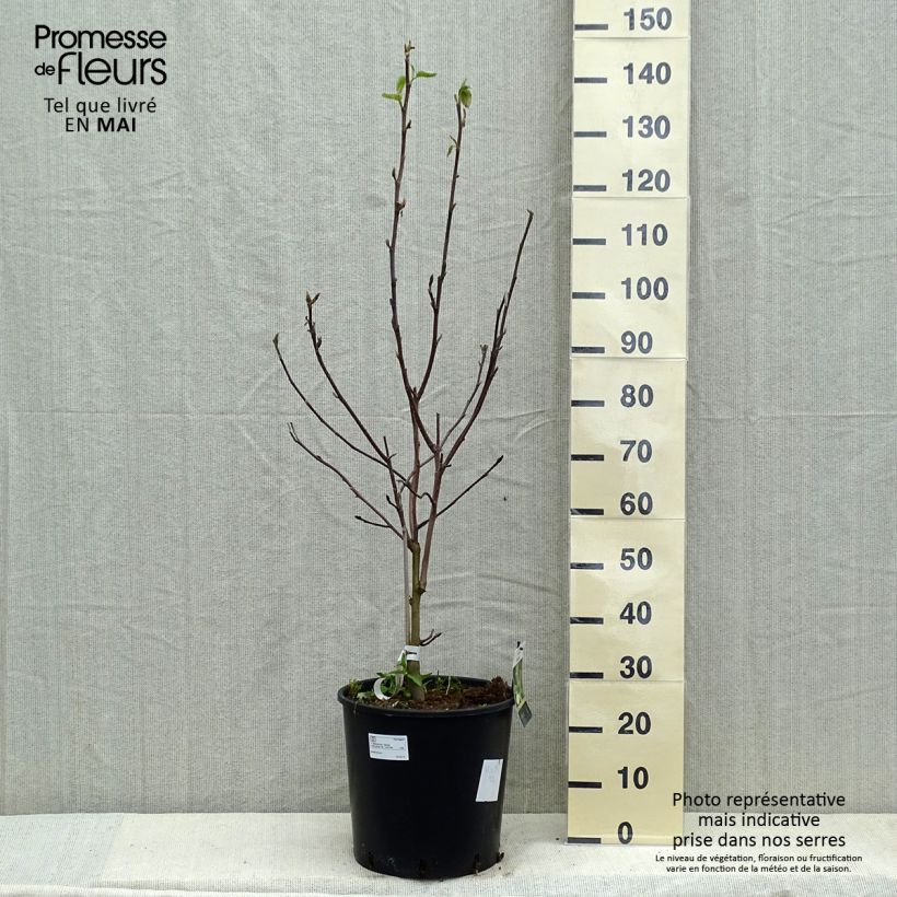 Exemplar von Magnolia acuminata Daphne - Gurken-Magnolie Topf mit 7,5L/10L wie im Frühjahr geliefert