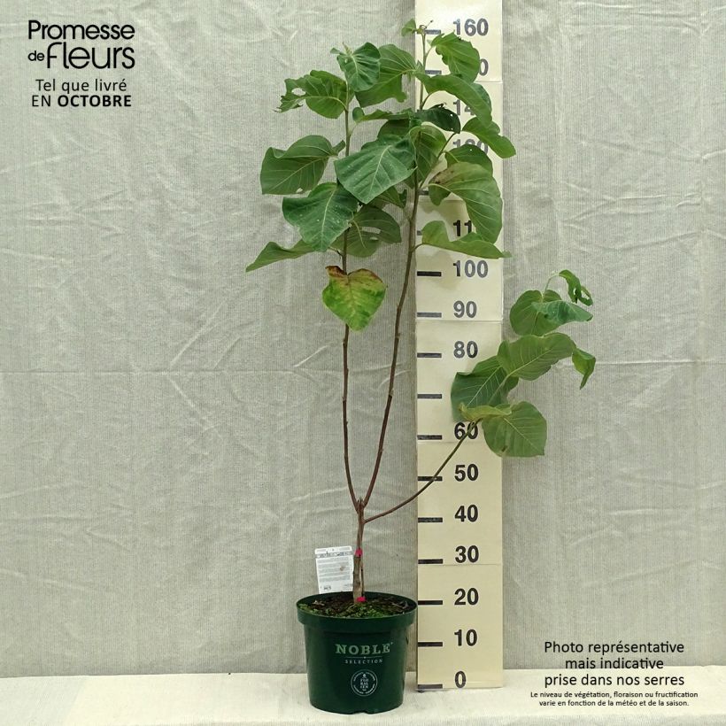 Exemplar von Magnolia acuminata Daphne - Gurken-Magnolie Topf mit 4L/5L wie im Herbst geliefert