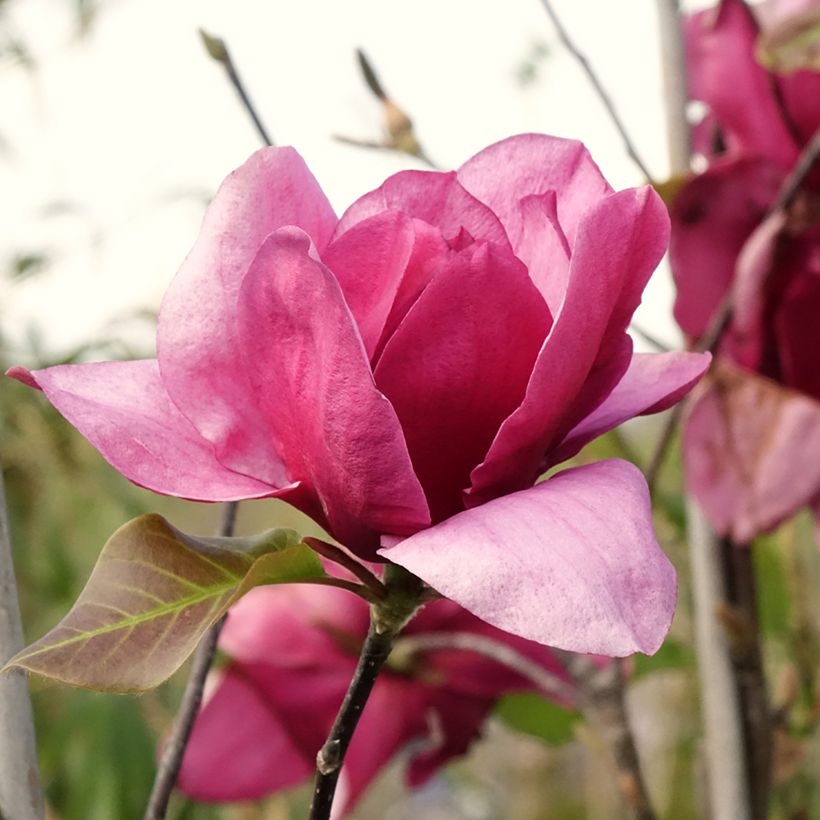 Magnolia soulangeana Emperor - Tulpen-Magnolie (Blüte)