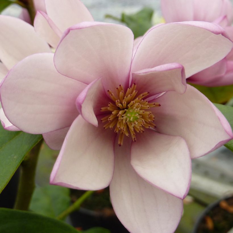 Magnolia 'Fairy Blush' - Magnolie (Flowering)
