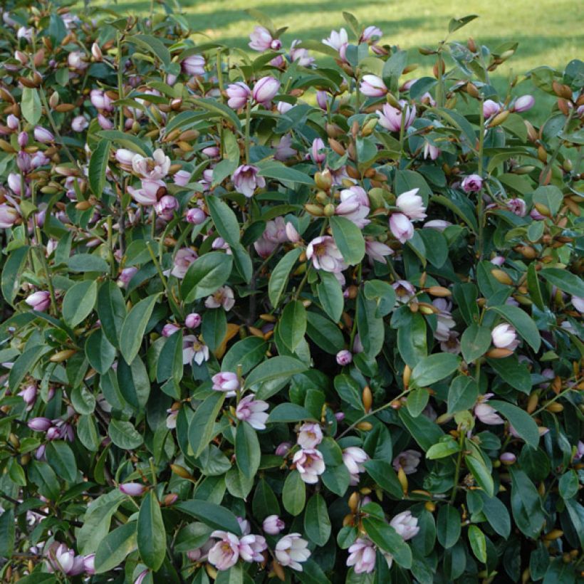 Magnolia 'Fairy Blush' - Magnolie (Plant habit)