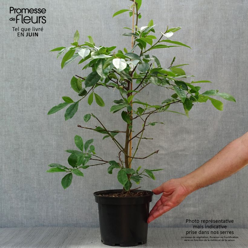 Exemplar von Magnolia 'Fairy Blush' - Magnolie Topf mit 4L/5L wie im Sommer geliefert