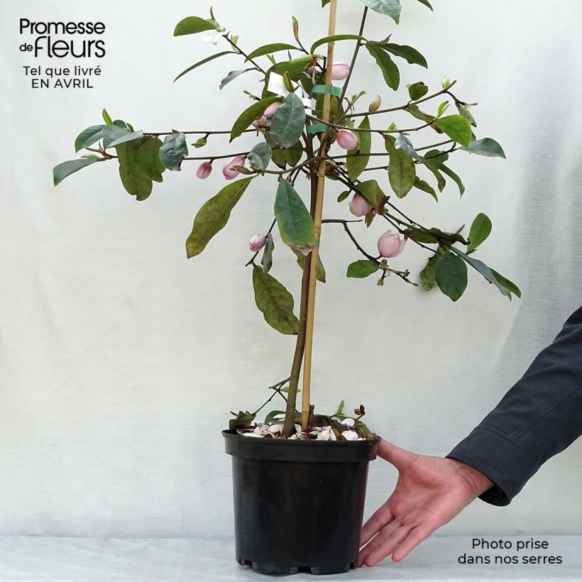 Example of Magnolia 'Fairy Blush' - Magnolie Topf mit 4L/5L as you get in printemps