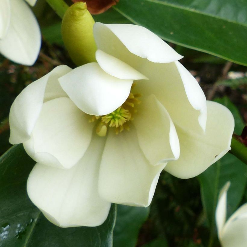 Magnolia Fairy Cream - Magnolie (Flowering)