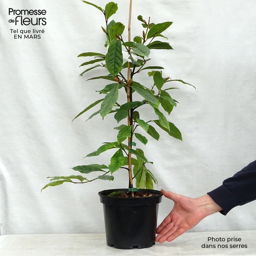 Example of Magnolia Fairy Cream - Magnolie Topf mit 3L/4L as you get in printemps