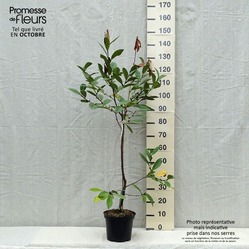 Exemplar von Magnolia Fairy Cream - Magnolie Topf mit 3L/4L wie im Herbst geliefert