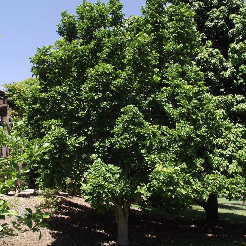 Magnolia Galaxy - Magnolie (Wuchs)