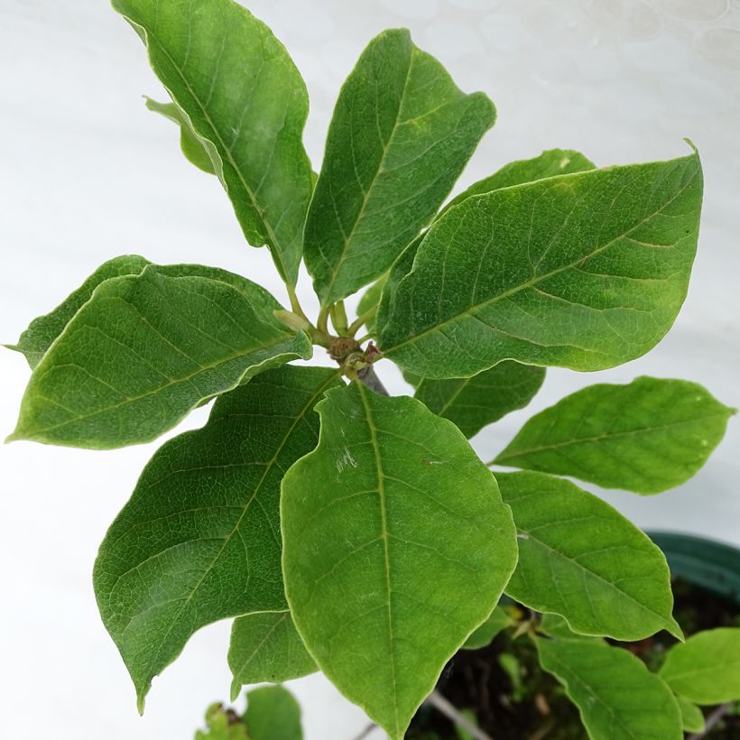 Magnolia Genie - Magnolie (Foliage)