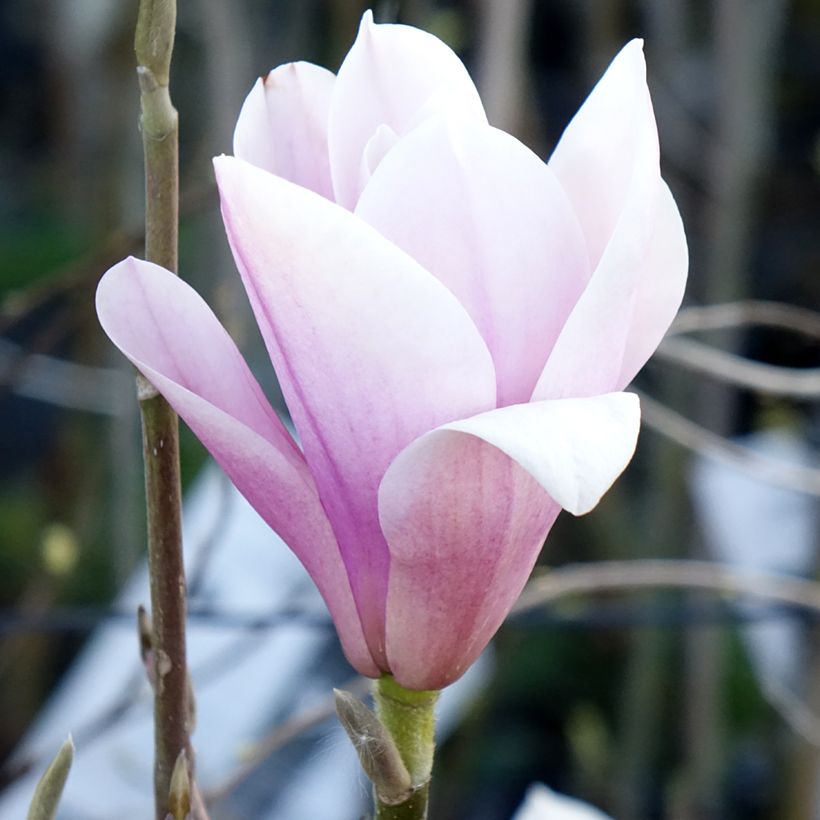 Magnolia Heaven Scent - Magnolie (Blüte)