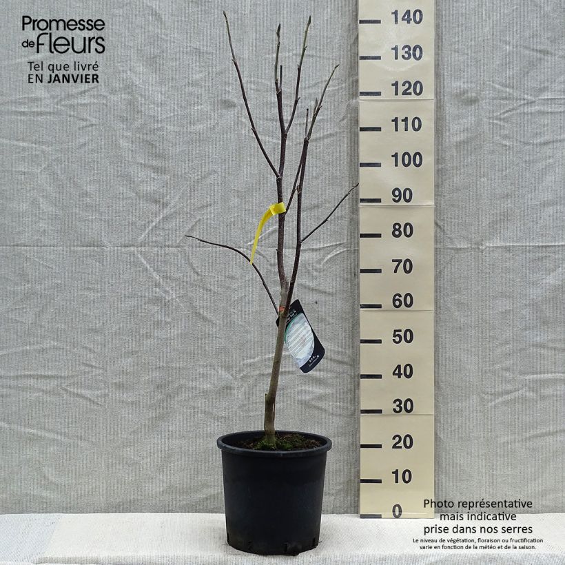 Exemplar von Magnolia Honey Tulip - Magnolie Topf mit 12L/15L wie im Winter geliefert