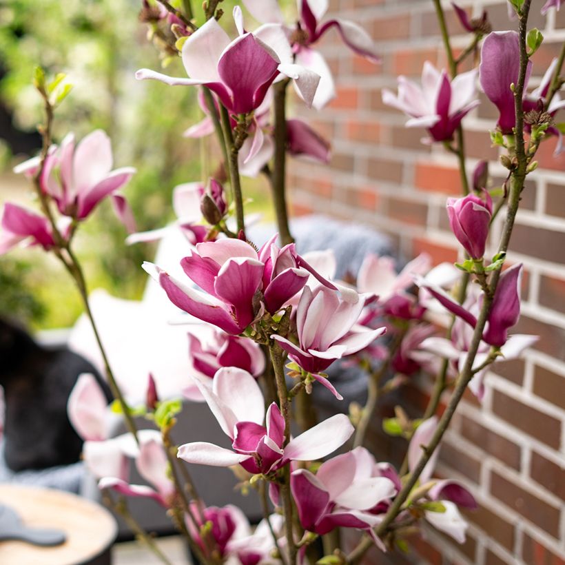 Magnolia Longblomma (Blüte)