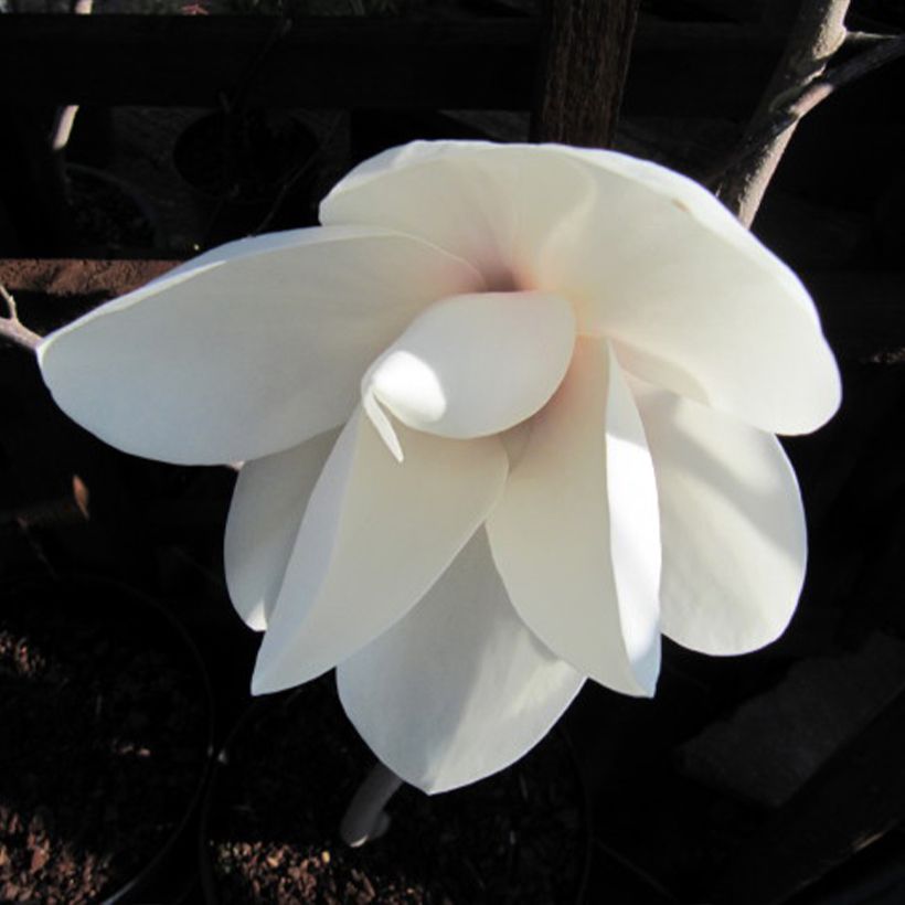 Magnolia Manchu Fan - Magnolie (Flowering)