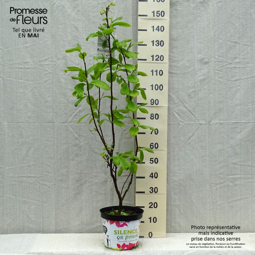 Example of Magnolia Manchu Fan - Magnolie Topf mit 7,5L/10L as you get in printemps