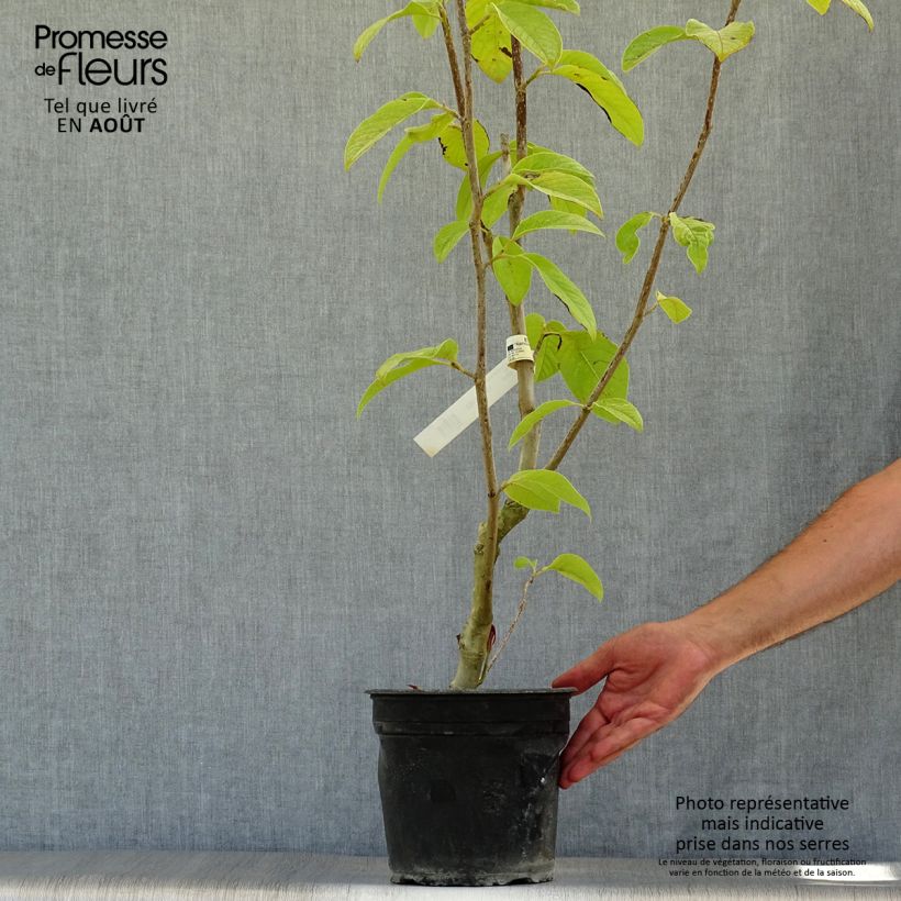 Exemplar von Magnolia Star Wars - Magnolie Topf mit 4L/5L wie im Sommer geliefert