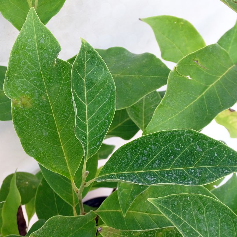 Magnolia Star Wars - Magnolie (Laub)