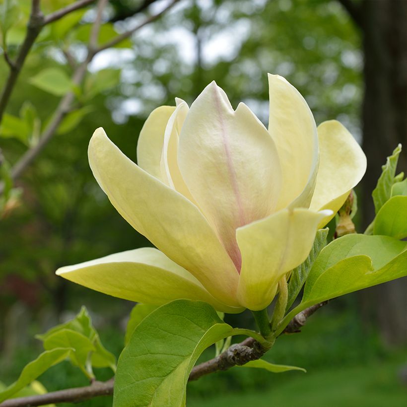 Magnolia Sunspire - Magnolie (Blüte)