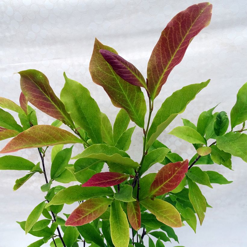 Magnolia Susan - Magnolie (Foliage)