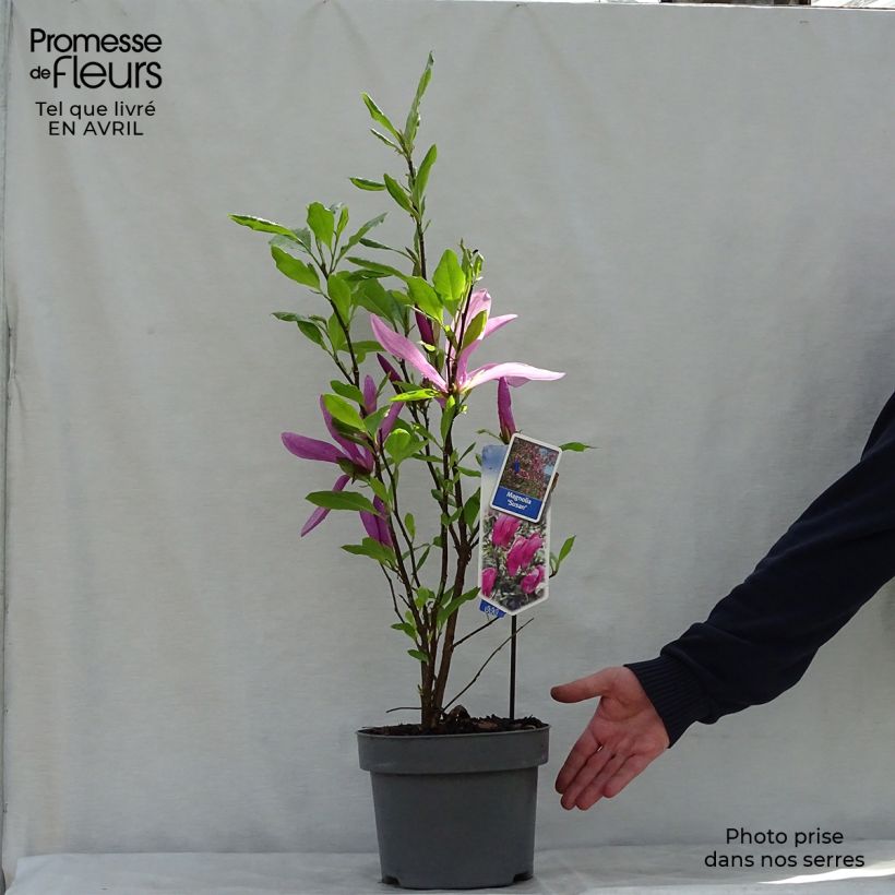 Example of Magnolia Susan - Magnolie Topf mit 3L/4L as you get in printemps