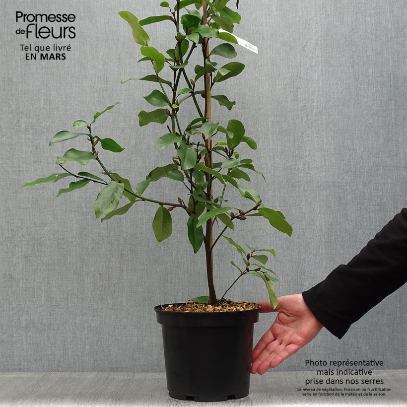 Example of Magnolia White Caviar - Magnolie Topf mit 3L/4L as you get in printemps